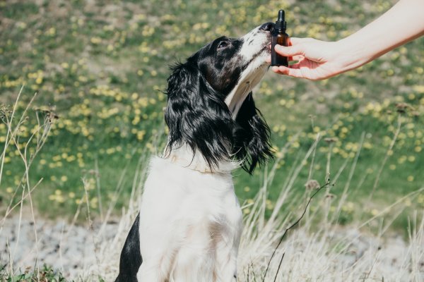 Dog with cbd oil container